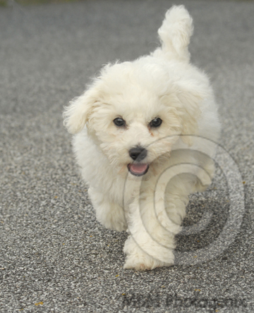 Bichon Frise
