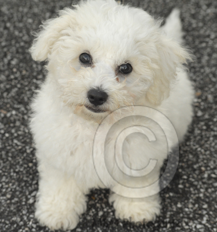 Bichon Frise puppy