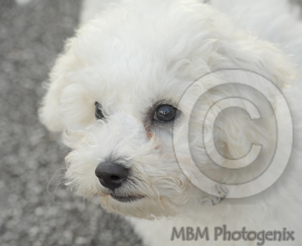 Bichon Frise puppy