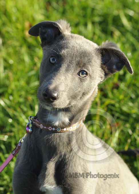 Lurcher puppy
