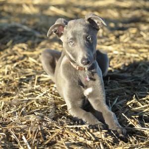Lurcher puppy, sitting