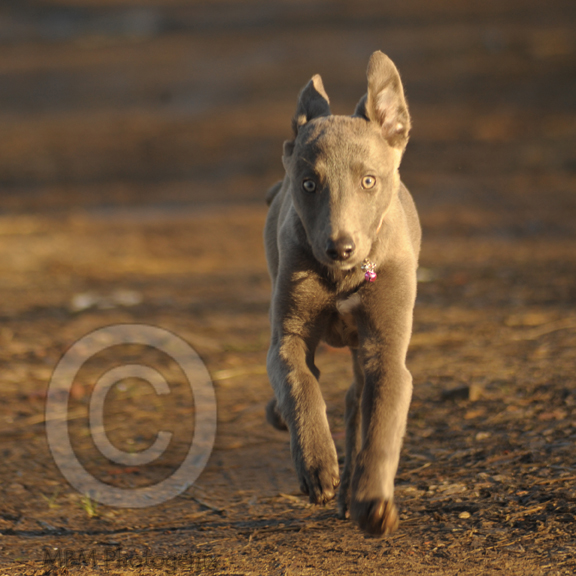Lurcher puppy running