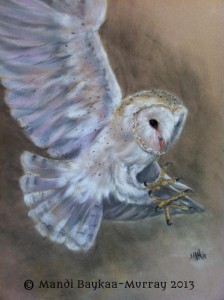 Barn Owl, Pastel on Velour by Mandi Baykaa-Murray