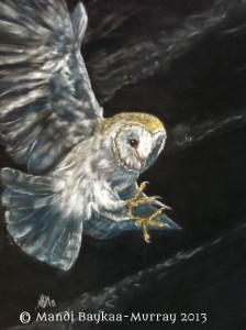Barn Owl, Night. Pastel on Velour. by Mandi Baykaa-Murray