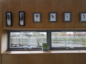 Some of my feather paintings over the view across Slimbridge